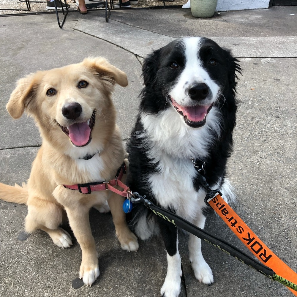 ROK Straps Leash, Large, Black 36” long